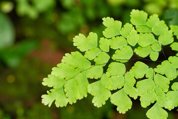 Fototapeta na wymiar Maidenhair ferns closeup.