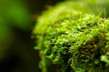 green moss in the forest, moss closeup.