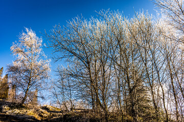 oszronione drzewa w górach