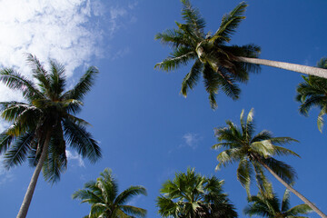 Fototapeta na wymiar coconut tree over blue sky background