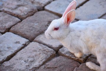 beautiful rabbit, Close-up of a white Rabbit