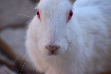 Obraz premium beautiful rabbit, Close-up of a white Rabbit
