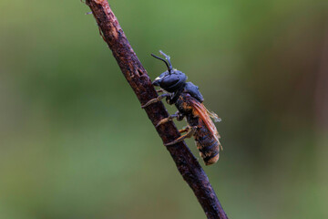 bug on a green leaf