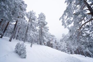 Frozen forest, Sierra de Guadarrama, Madrid, Spain.