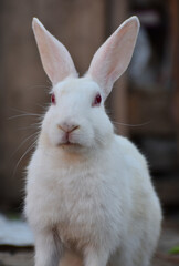 beautiful rabbit, Close-up of a white Rabbit