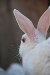 beautiful rabbit, Close-up of a white Rabbit