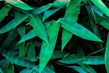 Fototapeta na wymiar Tropical leaves green bamboo background, green leaves with dark green filter.green leaves background. 