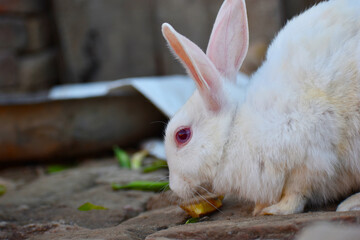 beautiful rabbit, Close-up of a white Rabbit