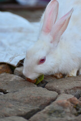 beautiful rabbit, Close-up of a white Rabbit