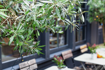 Green frame of tree plants in front of blurred background of city cafe with copy space. Outdoor tables with chairs on cafe terrace in Vintage Europe outdoor