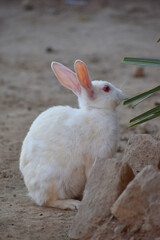 beautiful rabbit, Close-up of a white Rabbit