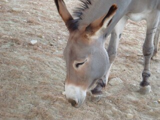 portrait of a donkey