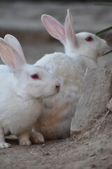 Obraz premium beautiful pair of a rabbit, close up 