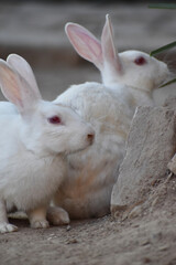 beautiful pair of a rabbit, close up 