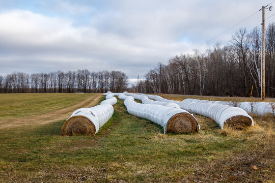 Wrapped round bales from an inline bale wrapper to make round bale silage for livestock feed. Selective focus, background blur and foreground blur.
