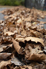 Fall leaves in a pile