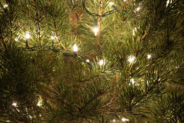 Christmas Tree Branches with Lights