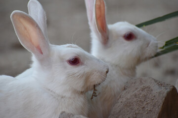 beautiful pair of a rabbit, close up 