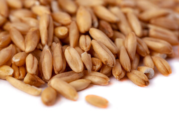 A pile of oat seeds isolated on white