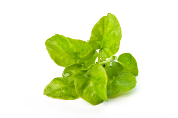 Sissoo spinach isolated on a white background, also known as Brazilian spinach, It is a vegetable that beneficial to the body. Healthy food.