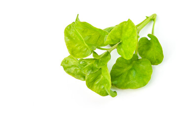 Top angle view of Sissoo spinach isolated on a white background, also known as Brazilian spinach, It is a vegetable that beneficial to the body. Healthy food.