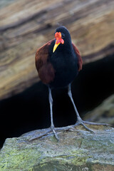 Relaxed Wattled Jacana, Jacana jacana