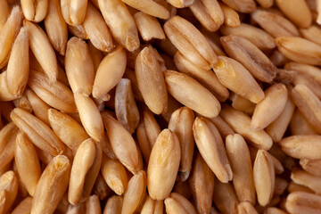 A pile of oat seeds, healthy product