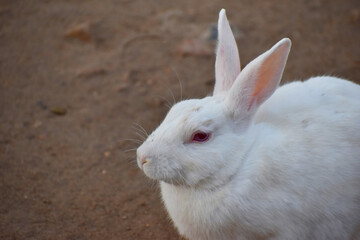 beautiful rabbit, Close-up of a white Rabbit