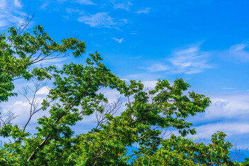 青空と緑の夏のイメージ