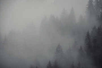 Fototapeta na wymiar Pine trees in the fog