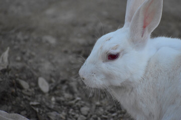 beautiful rabbit, Close-up of a white Rabbit