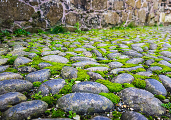 Cobblestone pathway with green moss