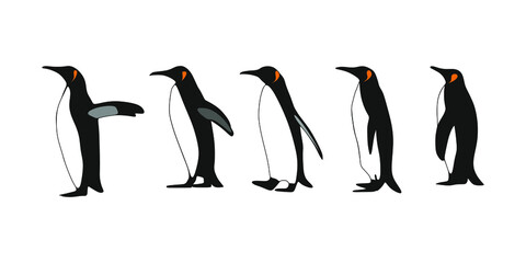 Set of Emperor penguins in different poses. Vector illustration highlighted on a white background.