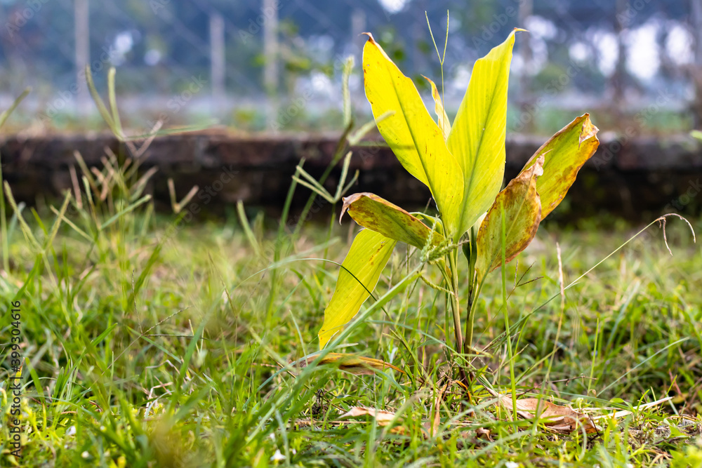 Wall mural Turmeric or Curcuma longa single tree growing in the jungle with wild grasses