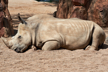 Obraz premium Beautiful full body side portrait of a southern white rhinoceros asleep on the ground in a zoo in Valencia, Spain
