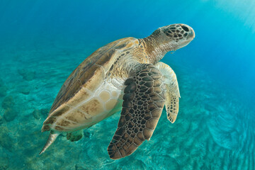 Green turtle swimming in the blue