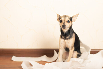 Small terrier dog sitting among toilet paper