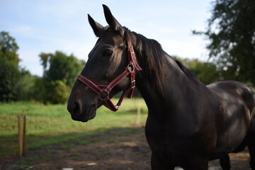 portrait of a horse