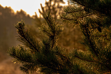 Obraz premium pine branch with cones and spider webs