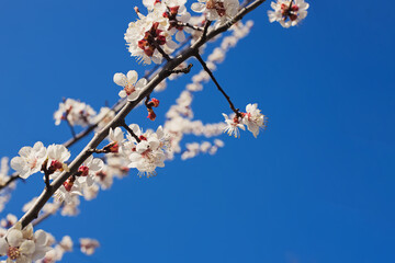 Blooming tree brunches on the background of blue sky.