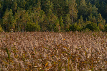 fluffy reed ends and deciduous forest
