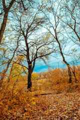 Naklejka premium forest, autumn, forest thicket, nature, Russia, the world, recreation, sky, river