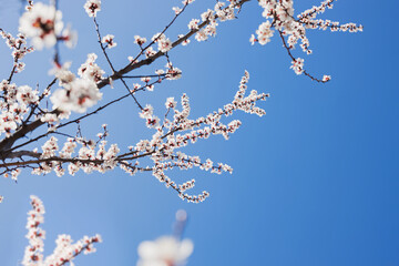 Blooming tree brunches on the background of blue sky.
