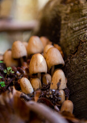 mushrooms on tree in the woods