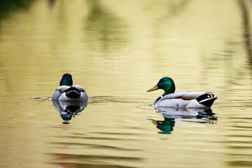 
Two ducks in the evening sun.