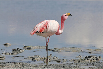 Bolivie flamant rose