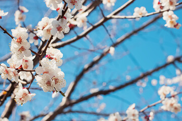 Blooming tree brunches on the background of blue sky.