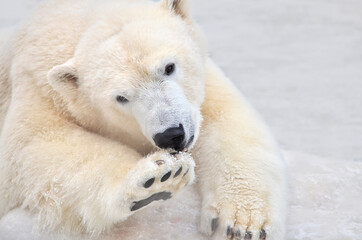 Fototapeta na wymiar polar bear in the snow