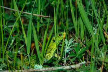 greenery, lizard, grass, nature, summer, forest, fauna