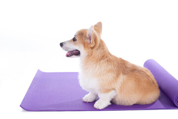 Dog sitting on a yoga mat, concentrating for exercise, isolated on white background